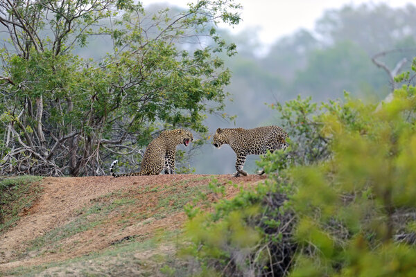 Leopard