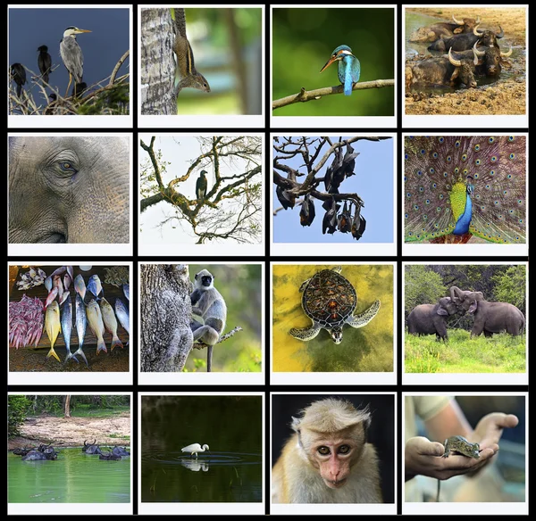 Sri Lanka — Stock Photo, Image