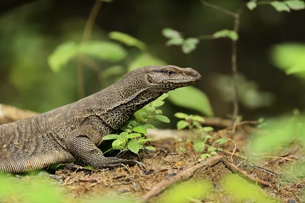 VARAN — Stockfoto