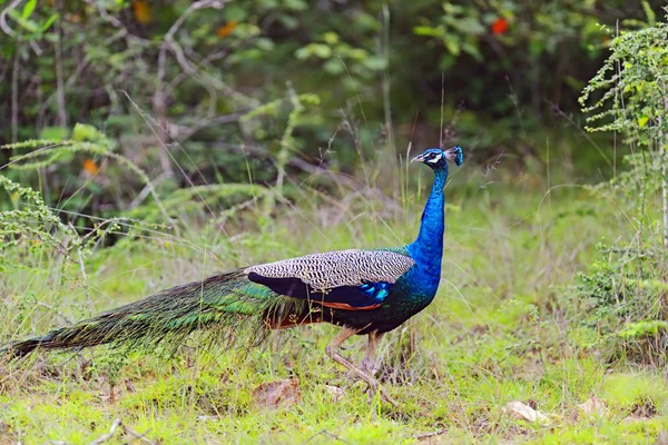 Pfau — Stockfoto