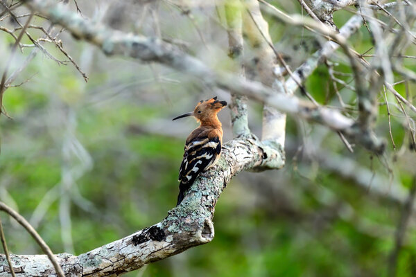 Hoopoe