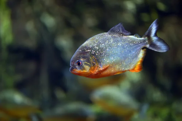 Piranha — Stockfoto