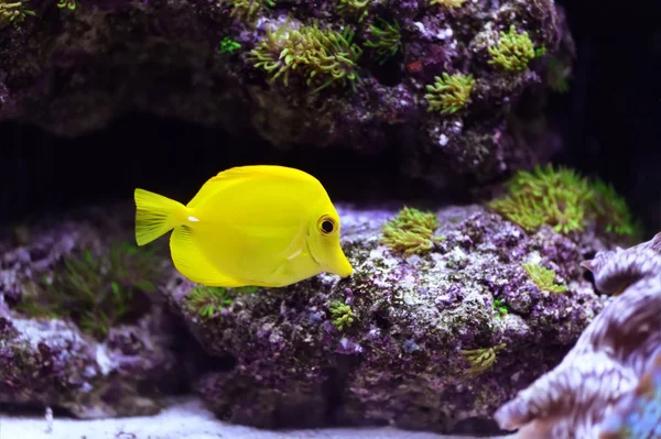 Océano Índico — Foto de Stock