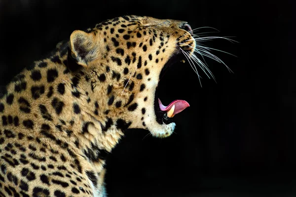 Leopardo — Fotografia de Stock