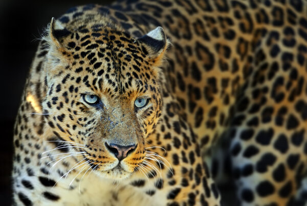 Леопард
