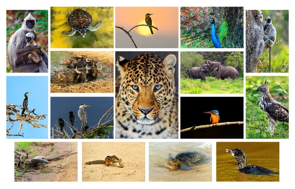 Animal planet Stock Photos, Royalty Free Animal planet Images | Depositphotos Animal planet Stock Photos, Royalty Free Animal planet Images | Depositphotos