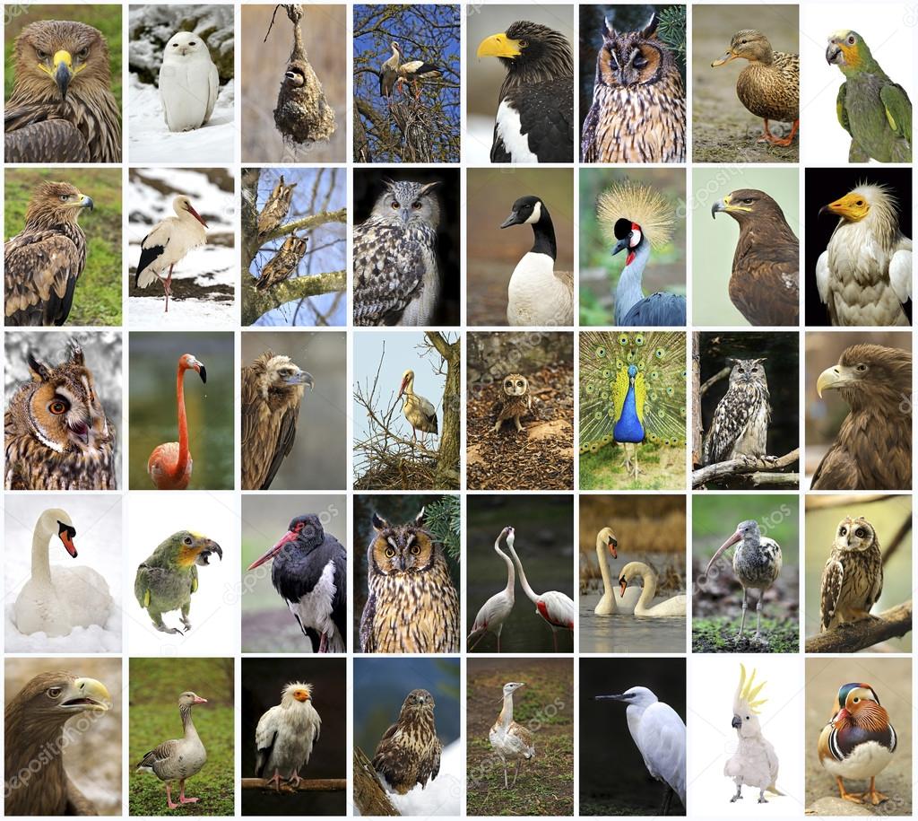 collage birds