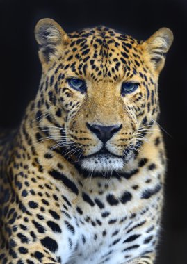 leopar