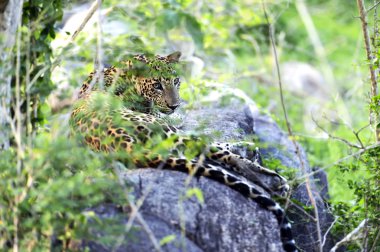 leopar
