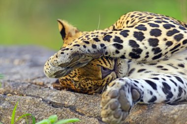 leopar