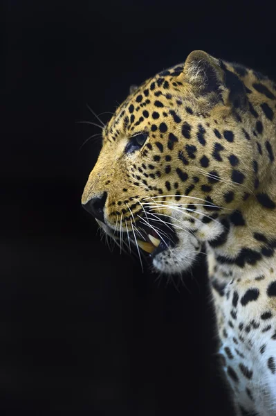 Leopard — Stockfoto