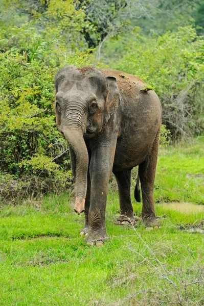 Elefante — Foto de Stock