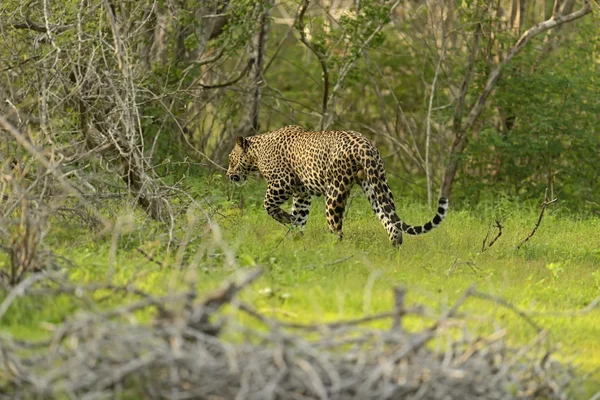 Leopard — Stock Photo, Image