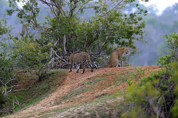 Leopard