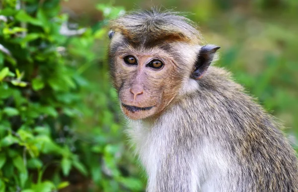 Macaca — Foto de Stock