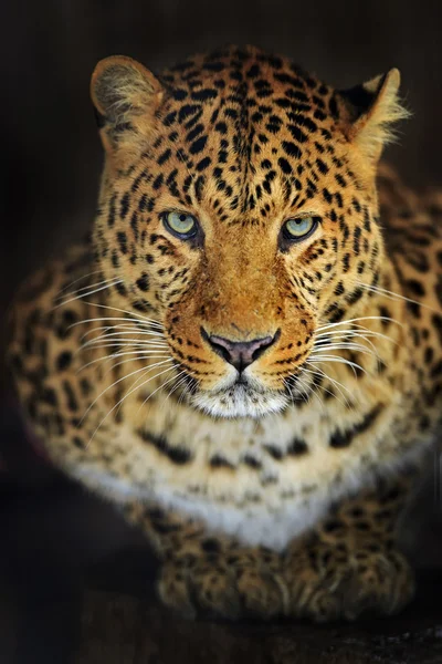 Leopard — Stockfoto