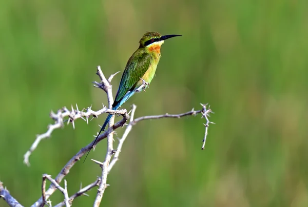 Bee-eater — Stock Photo, Image