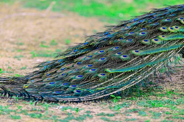 Pfau — Stockfoto