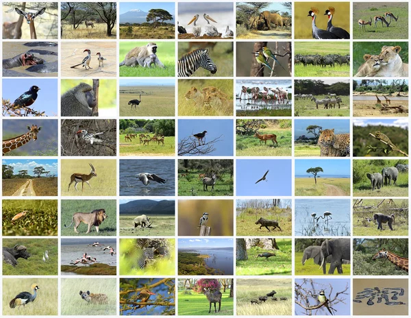 Collage van Afrikaanse dieren — Stockfoto