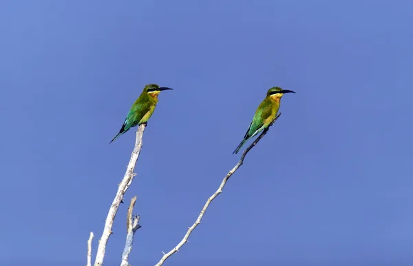 Bee-eater — Stock Photo, Image