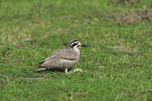 Waterfowl — Stock Photo, Image