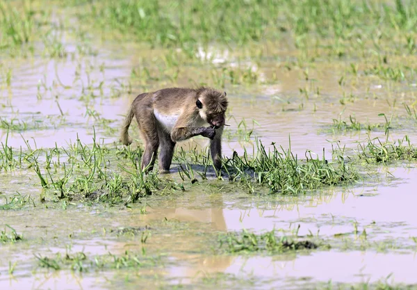 Macaca — Stockfoto