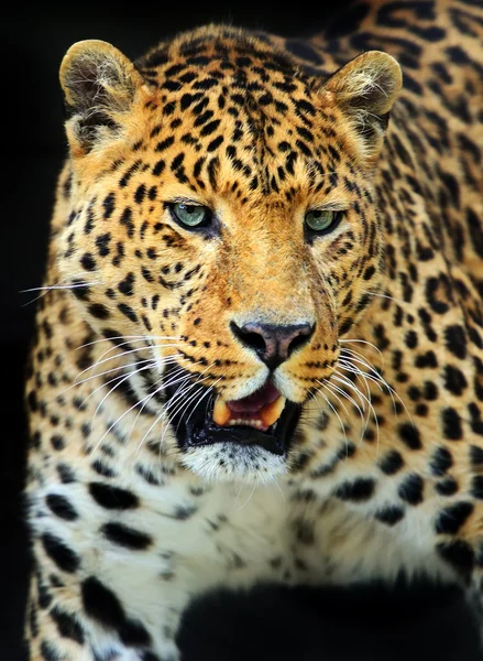 Leopard — Stockfoto