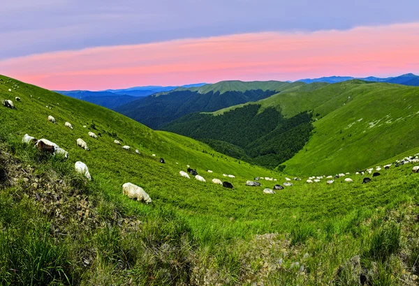 Kudde schapen — Stockfoto