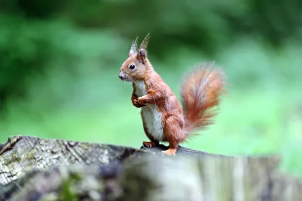 Eichhörnchen — Stockfoto