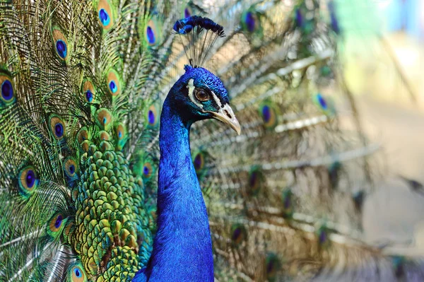 Pfau — Stockfoto