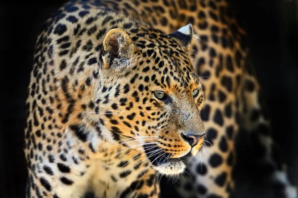 Leopardo — Foto de Stock