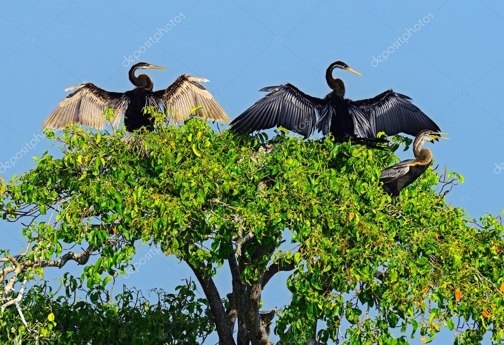 á indian birds stock pictures royalty free indian birds photos download on depositphotos á indian birds stock pictures royalty free indian birds photos download on depositphotos