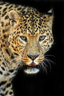 leopar