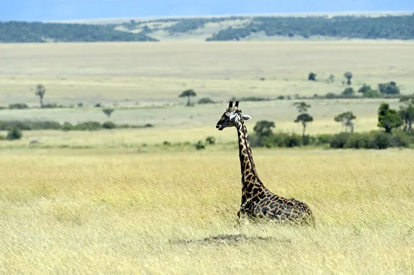 Giraffa — Foto Stock