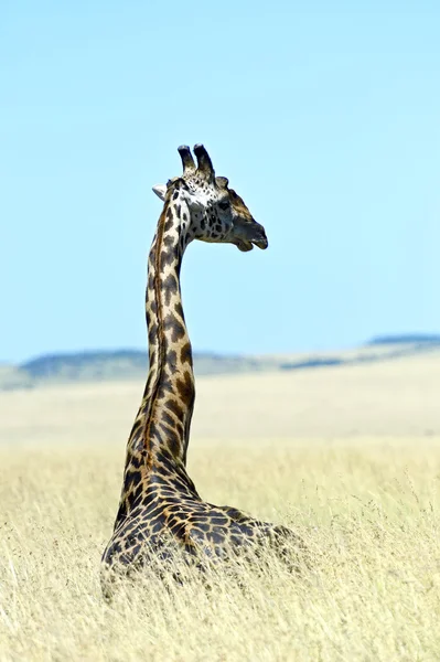 Giraffe — Stock Photo, Image