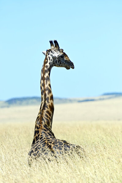 Giraffe 