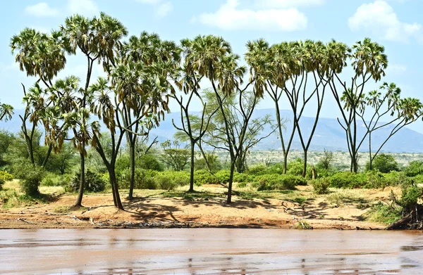 Samburu nationalpark — Stockfoto