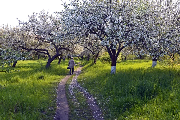 Apple blossoms — Stock Photo, Image