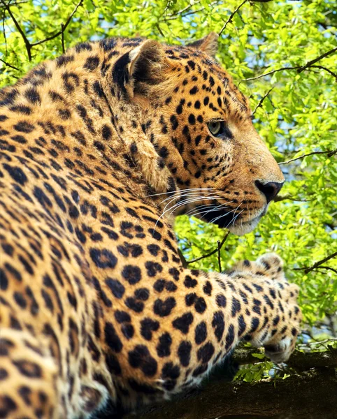 Leopard — Stockfoto