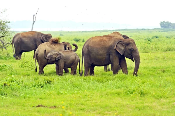 Éléphant indien — Photo