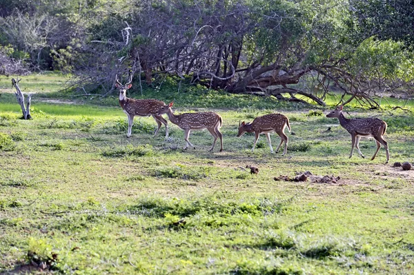 Cerfs tachetés — Photo