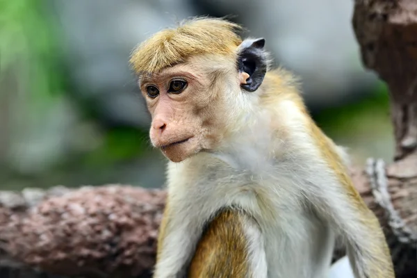 Macaque monkeys — Stock Photo, Image
