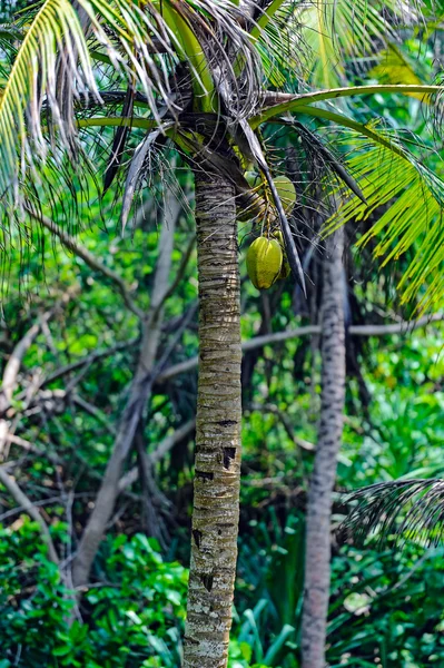 Sri Lanka — Stock Photo, Image