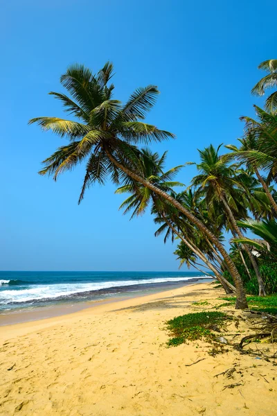 Sri Lanka — Fotografia de Stock