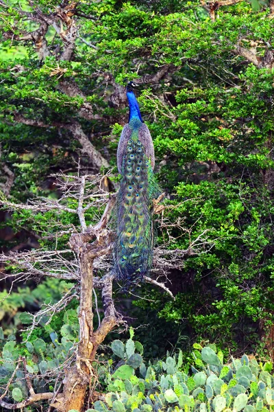 Pfau — Stockfoto