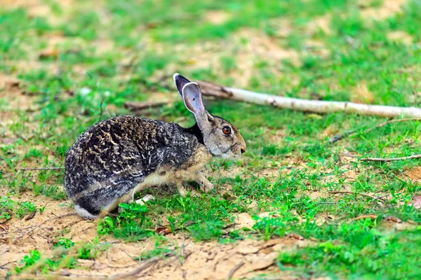 Wild Hare — Stock Photo, Image