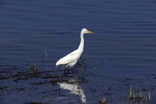 Heron — Stockfoto