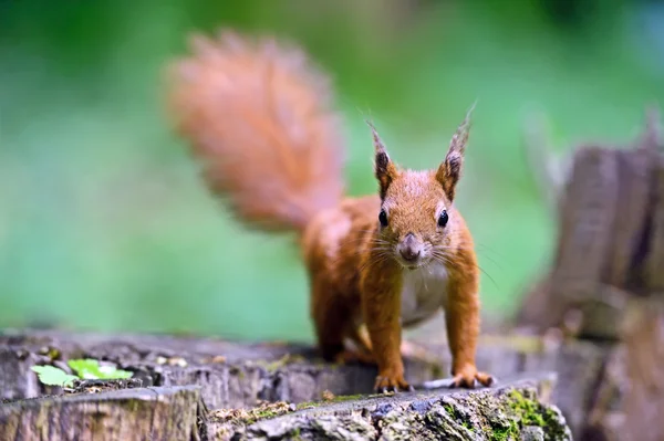 Squirrel — Stock Photo, Image