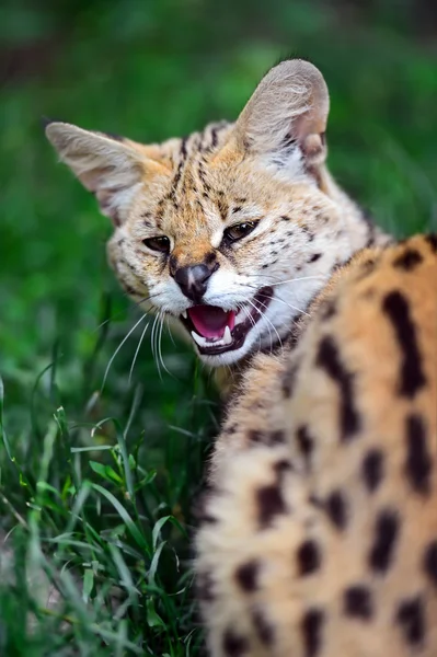 薮猫野生猫 — 图库照片