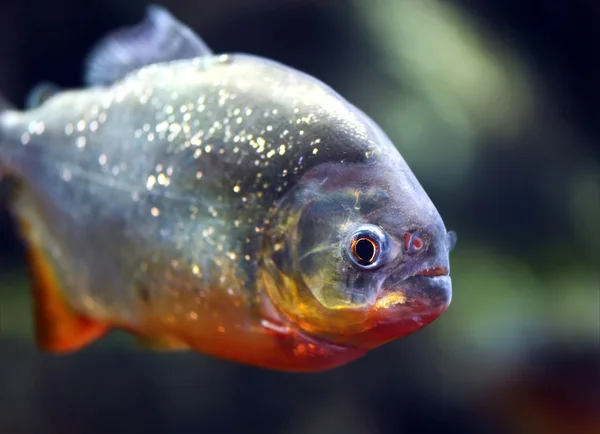 Piranha — Stockfoto